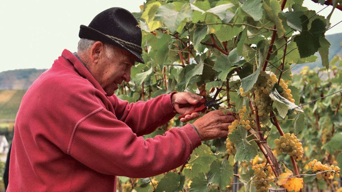 Karl Blees während der Riesling-Lese