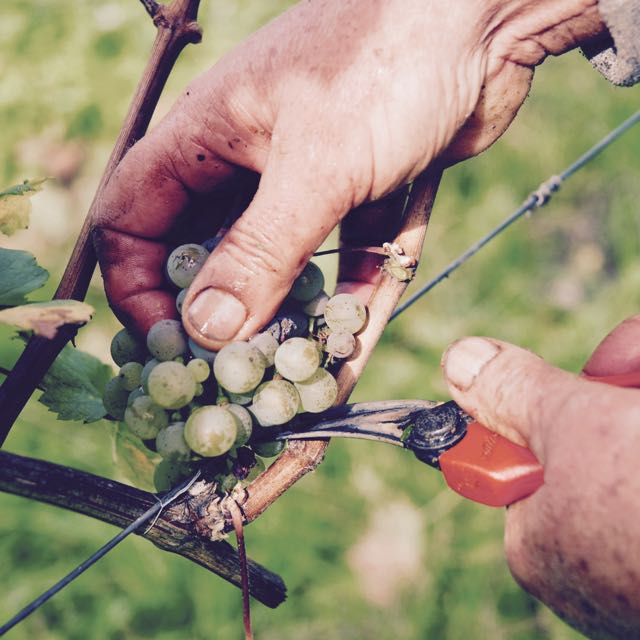 Weinlese Blees Ferber