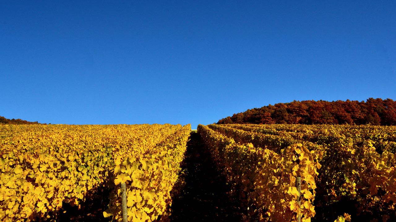 Ansicht Riesling im Herbst