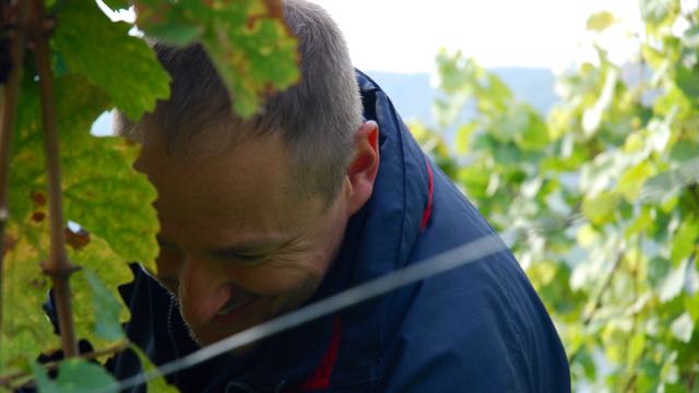 Weinlese Weingut Blees Ferber Leiwen